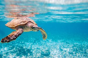Katamarancharter auf den Seychellen